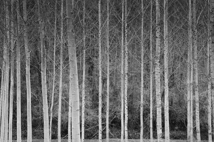 35. Birches,   Dordogne,   France