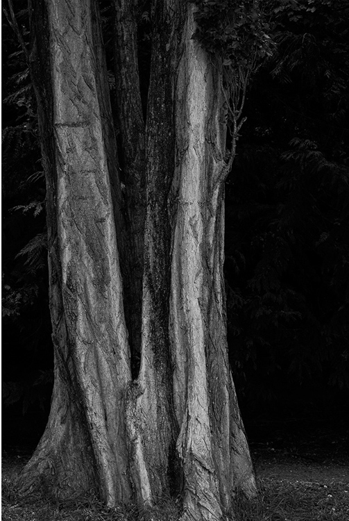 23.  Tree Trunks, Wanaka, New Zealand