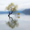 01. Wanaka Lake, Lone Tree